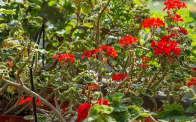 Blossoming Ideas: Integrating Horticulture into Landscape Design